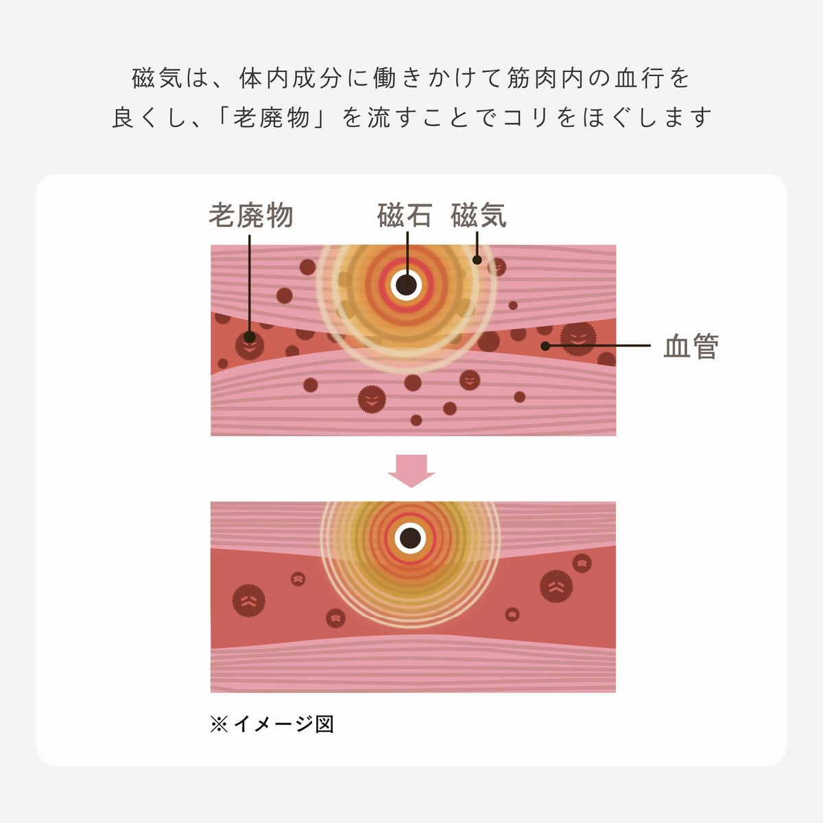 ピップエレキバンコラボ【管理医療機器】腰こりらっくすSEAMLESS　無縫製ショーツ - LECIEN ルシアン